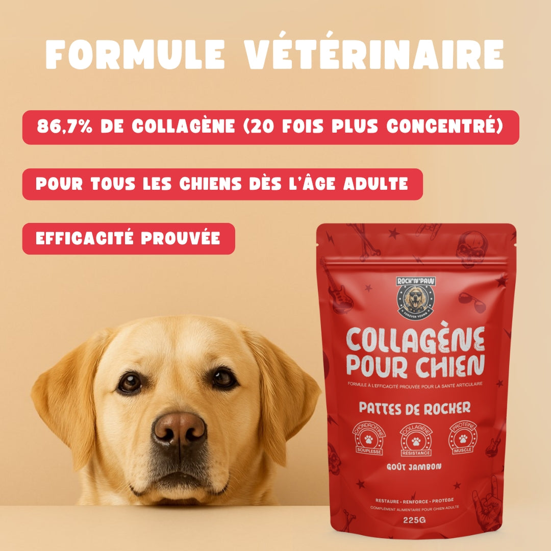 Collagène pour Chien