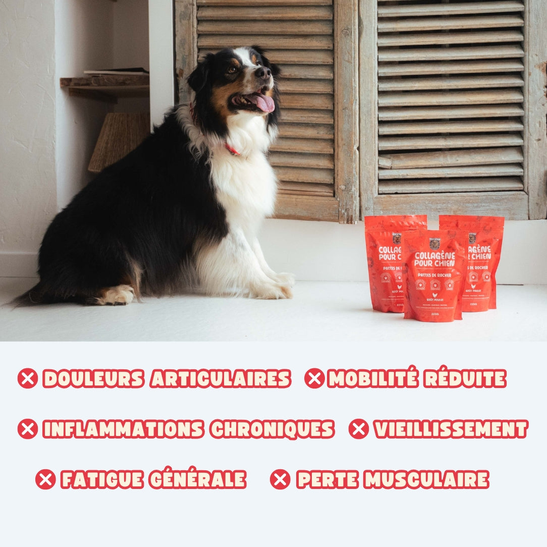 Collagène pour Chien