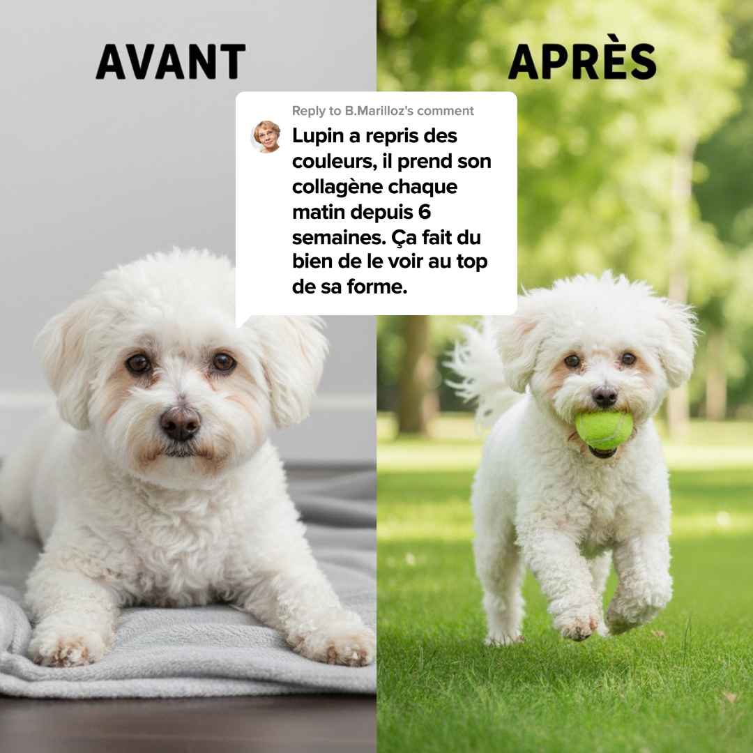 Collagène pour Chien