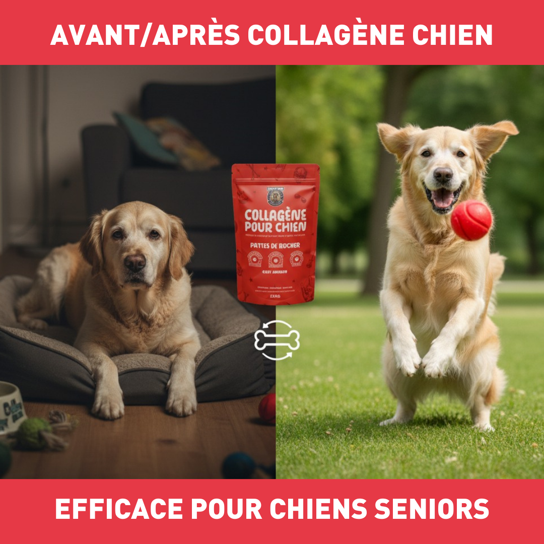 Collagène pour Chien