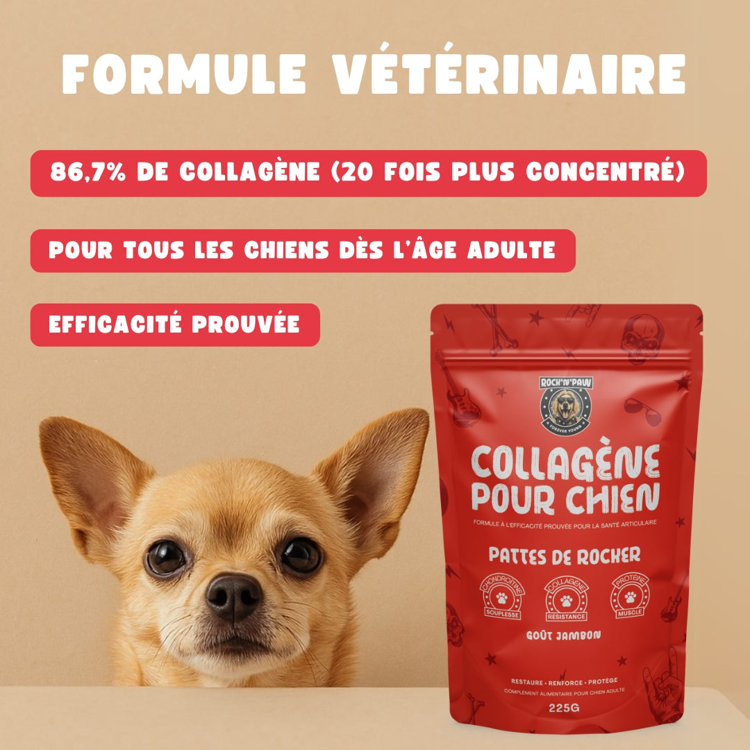 Collagène pour Chien