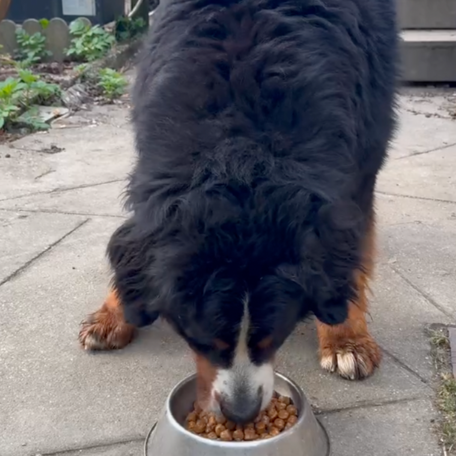 Collagène pour Chien