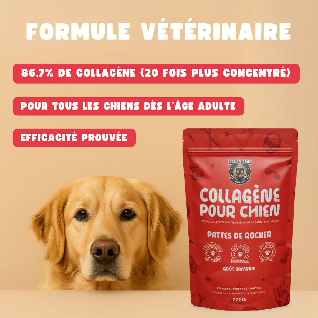 Collagène pour Chien