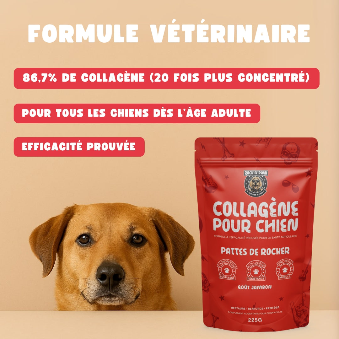 Collagène pour Chien